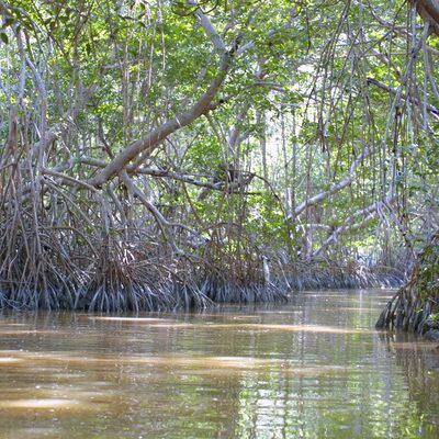 Red Mangrove