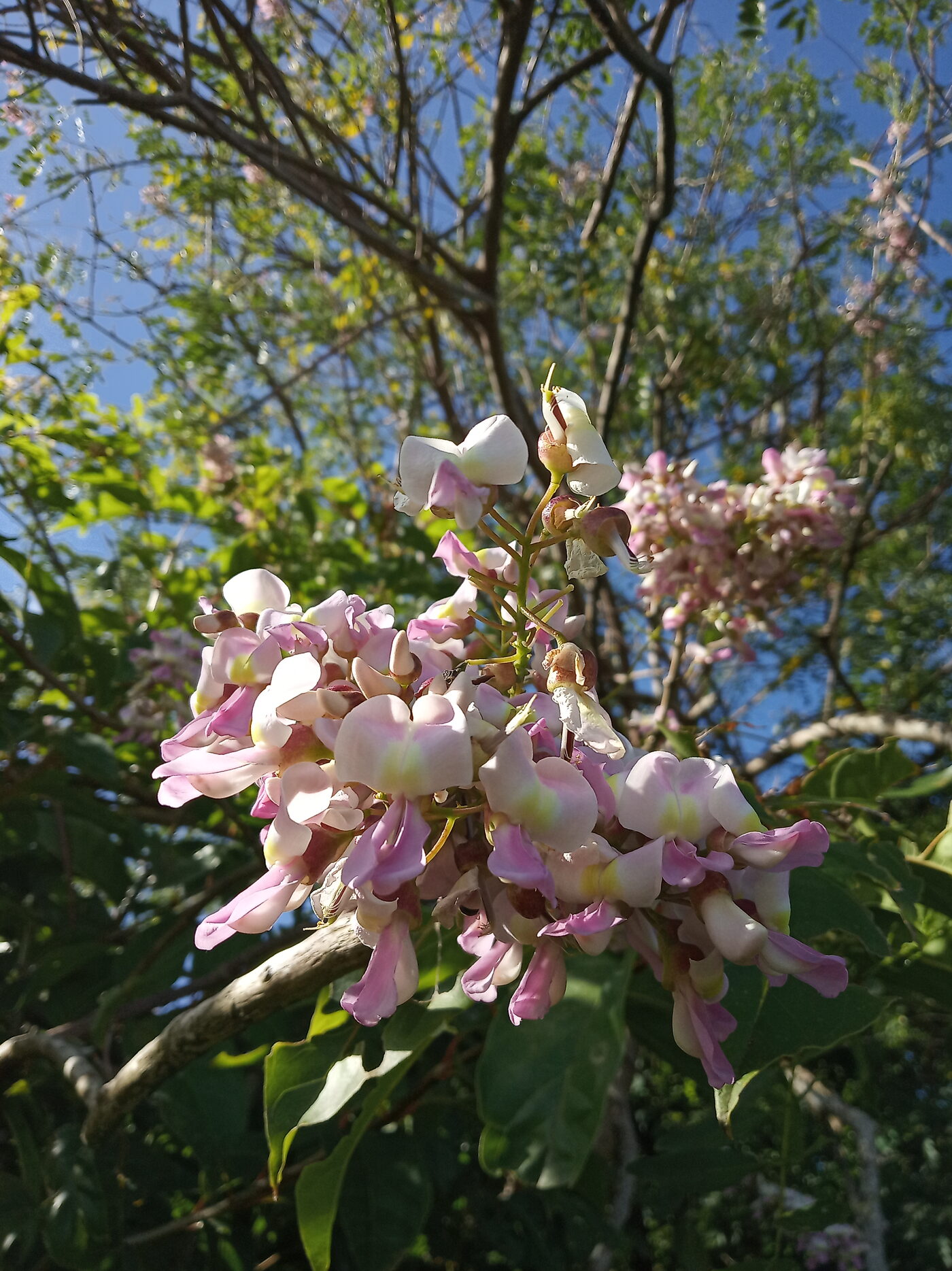 Mata ratón tree habit showing flowers and foliage