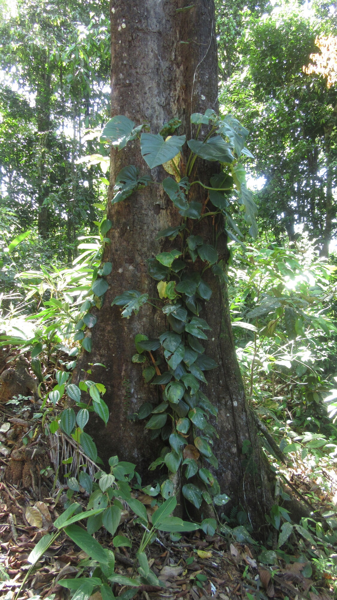 Minquartia guianensis trunk base