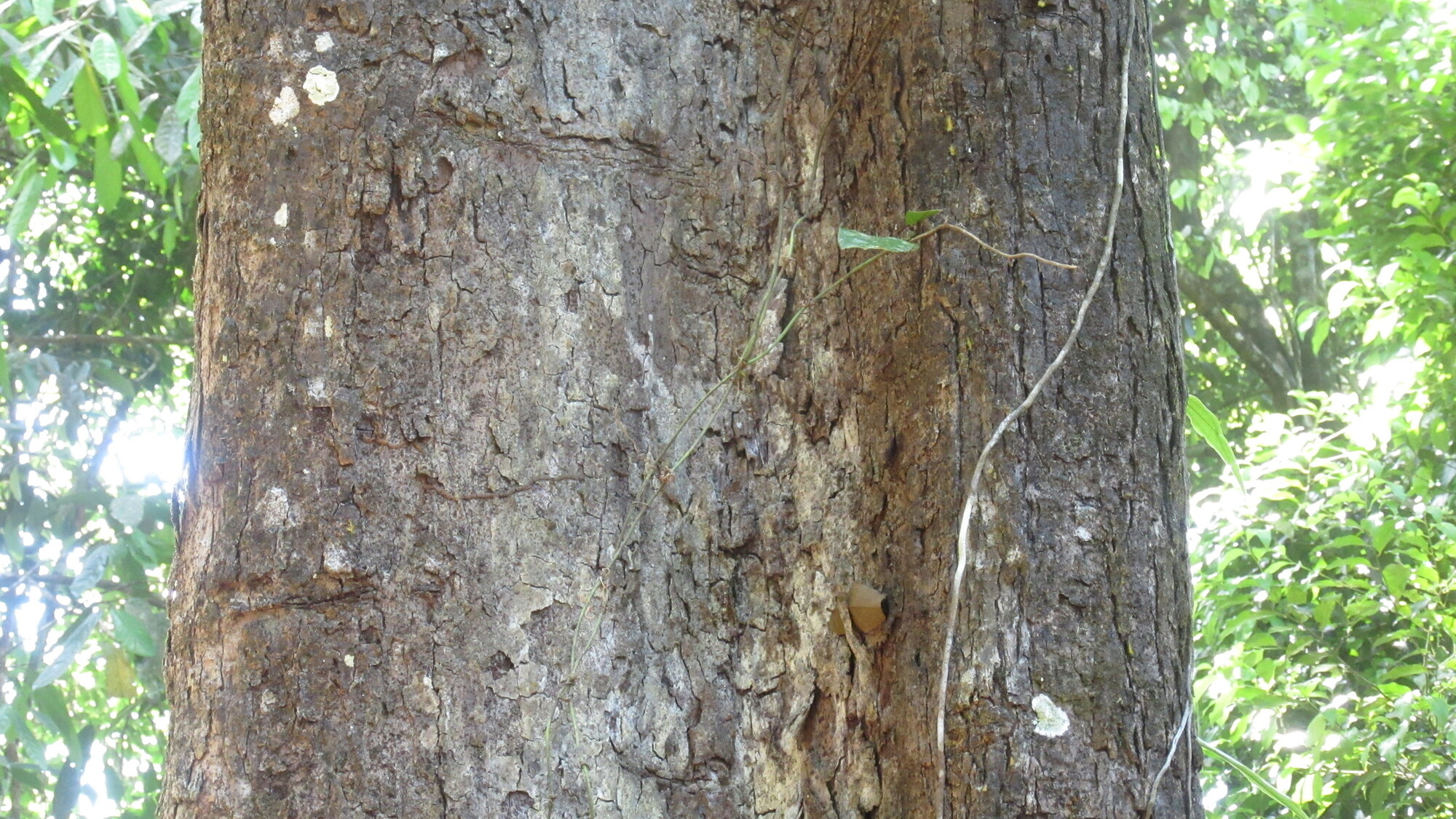 Minquartia guianensis bark