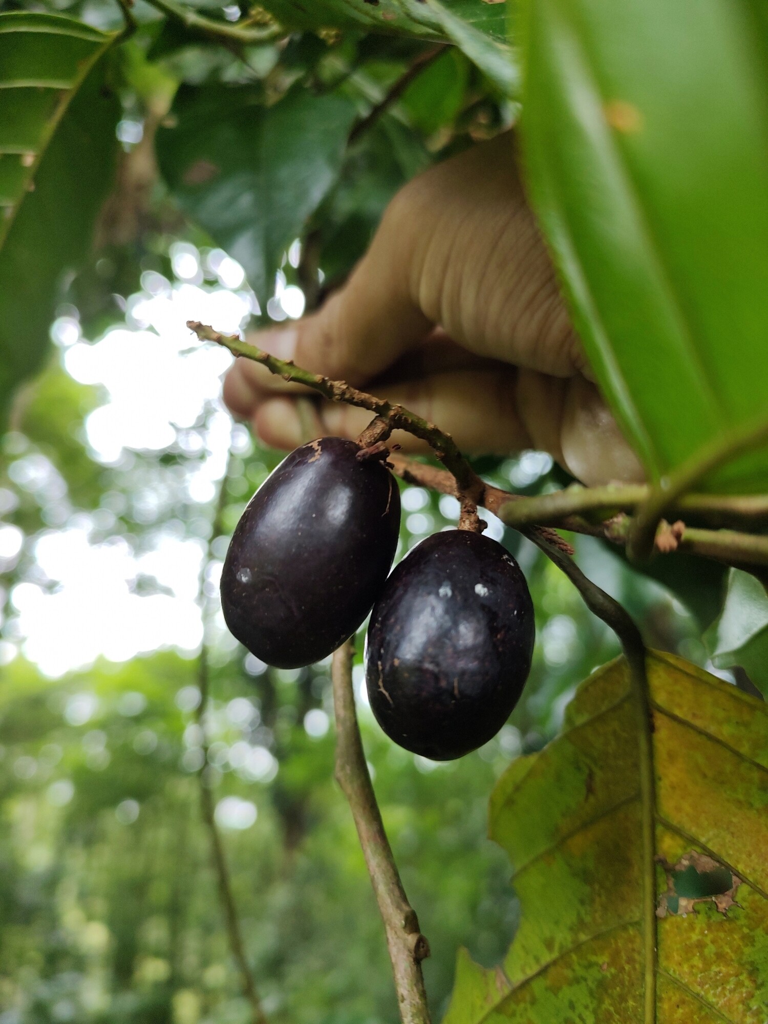 Minquartia guianensis fruits