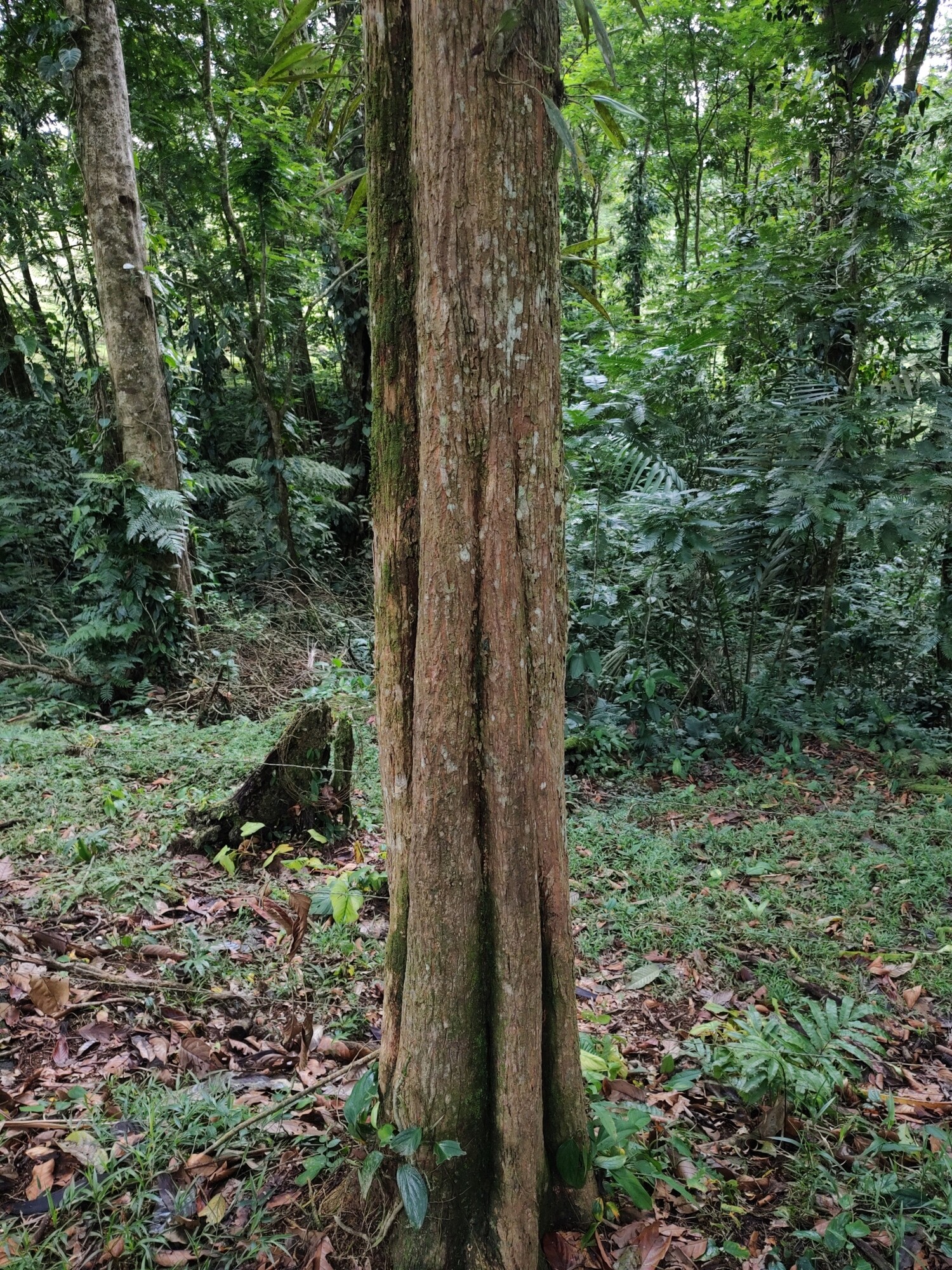 Minquartia guianensis trunk in forest