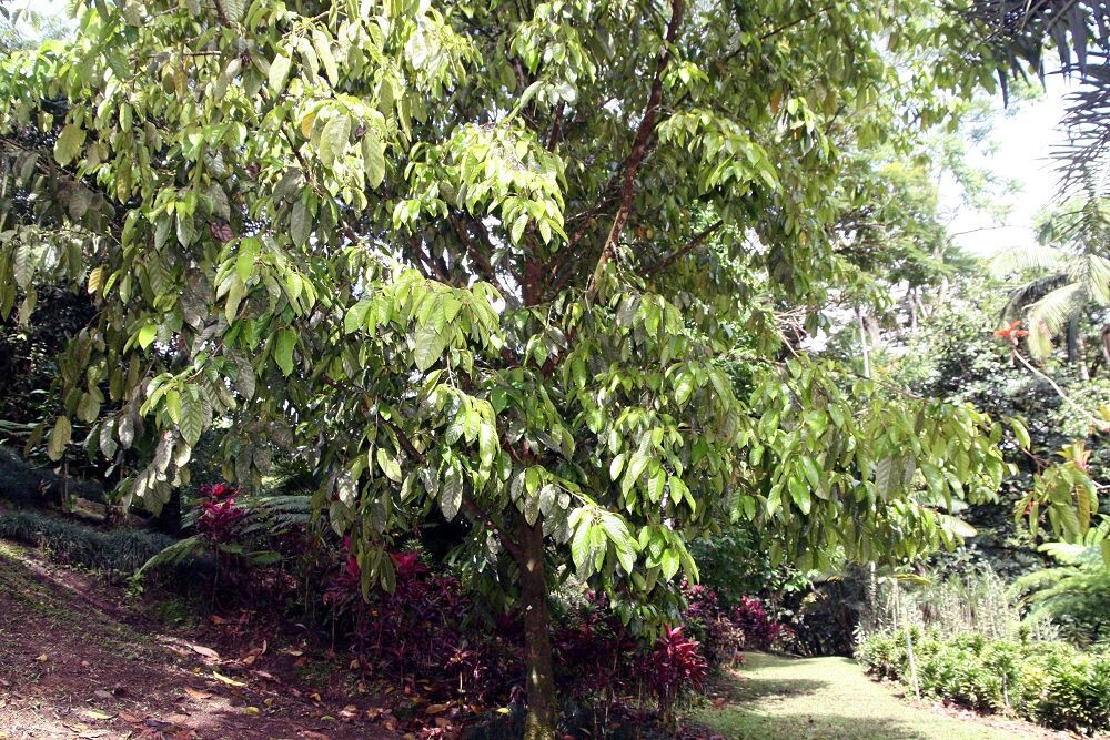 Minquartia guianensis whole tree