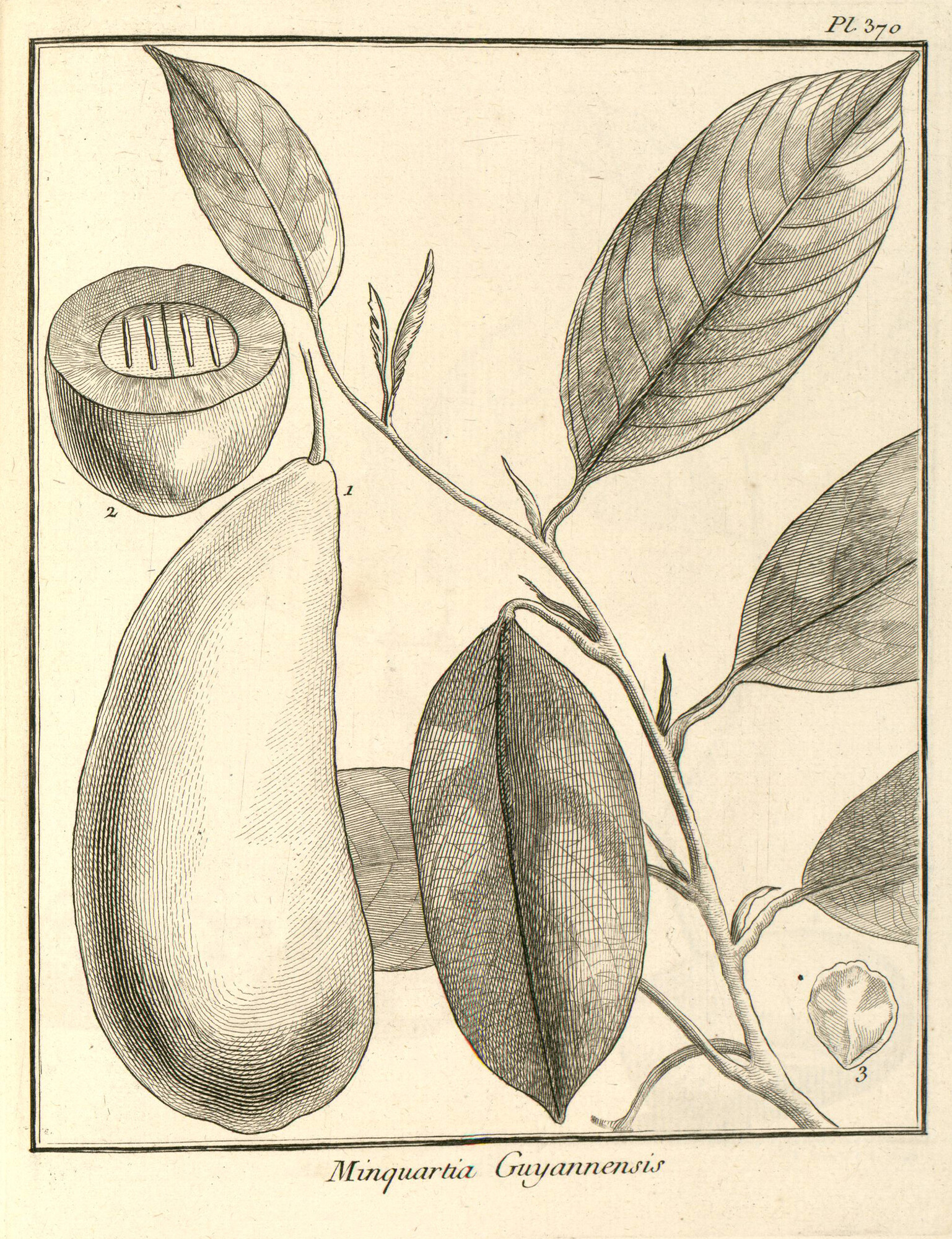 Aublet's original 1775 illustration
