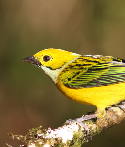 Silver-throated Tanager