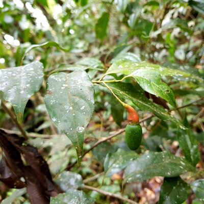 Ocotea brenesii