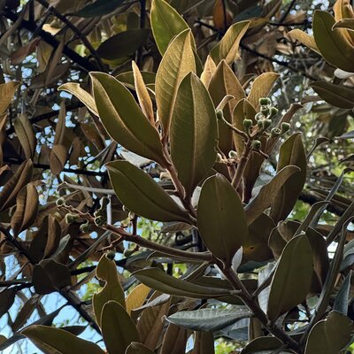 Ocotea calophylla