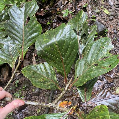 Ocotea endresiana