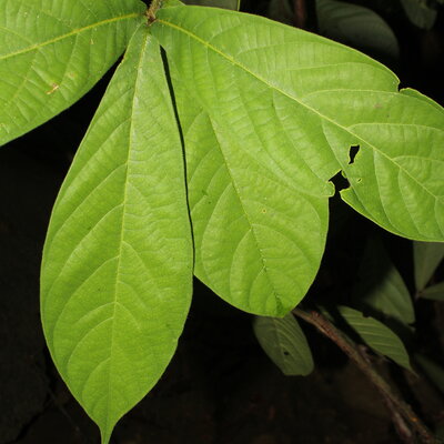 Ocotea macrophylla