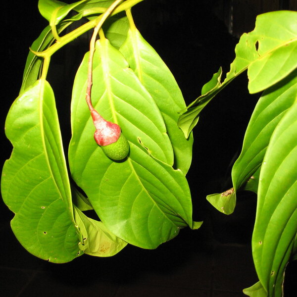 Pittier's Ocotea