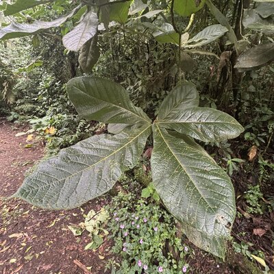 Ocotea lentii