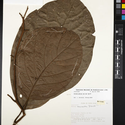 Ocotea macrantha