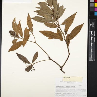 Ocotea mollicella