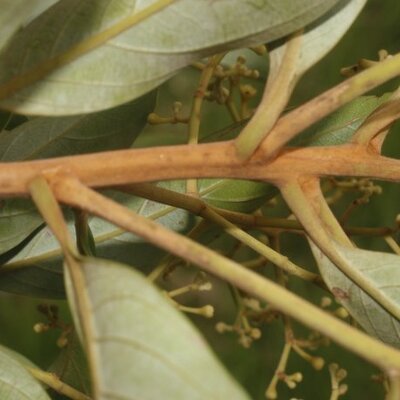 Ocotea monteverdensis
