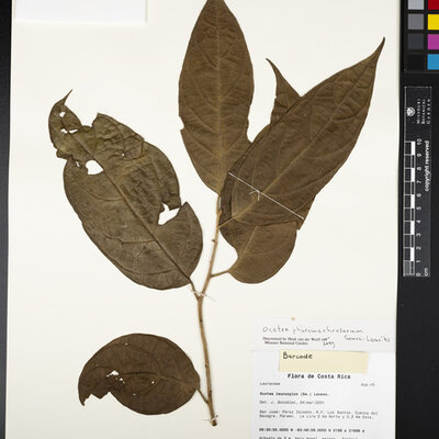 Ocotea pharomachrosorum