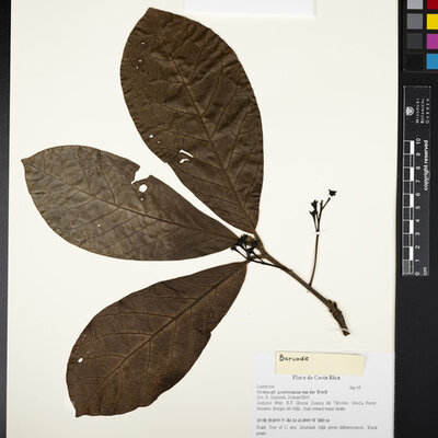 Ocotea praetermissa