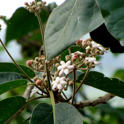 Ocotea sinuata