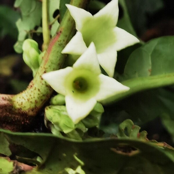 Lobed Pentagonia
