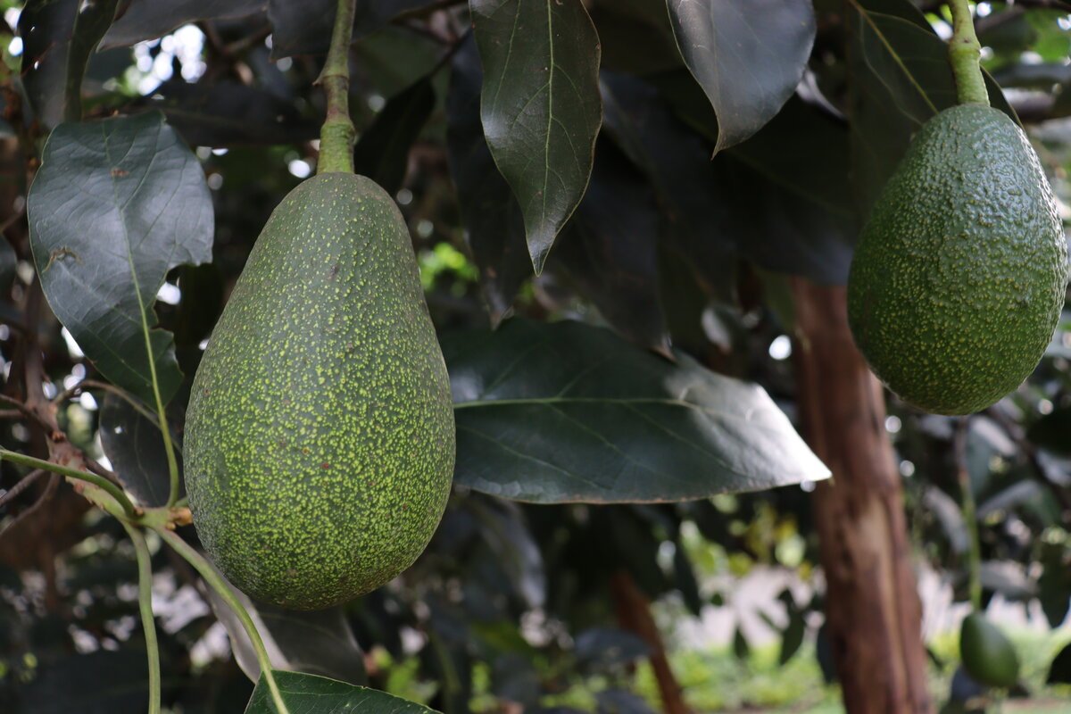 Green pyriform avocado fruits hanging on branches showing characteristic pear shape