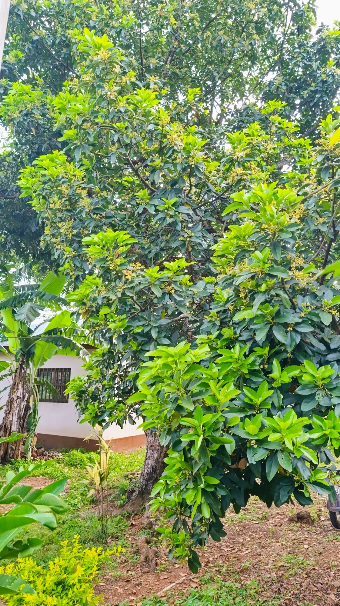 Avocado tree showing habit and foliage