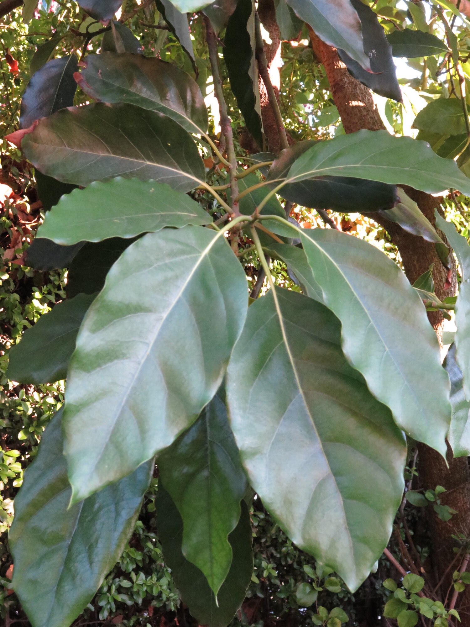 Avocado leaves showing typical elliptic shape and dark green color