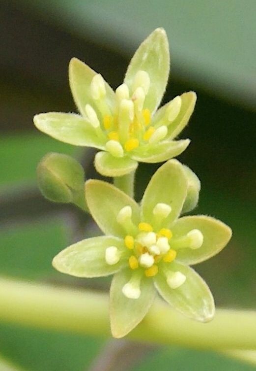 Avocado flowers showing yellowish-green tepals and orange nectar glands
