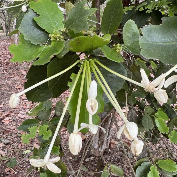 Needle Flower Tree