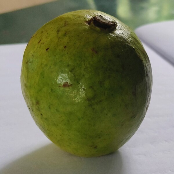 Common Guava