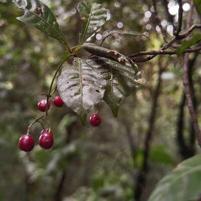 Escampa Gallina Psychotria