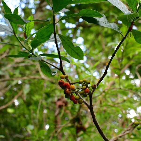 Rib-veined Wild Coffee
