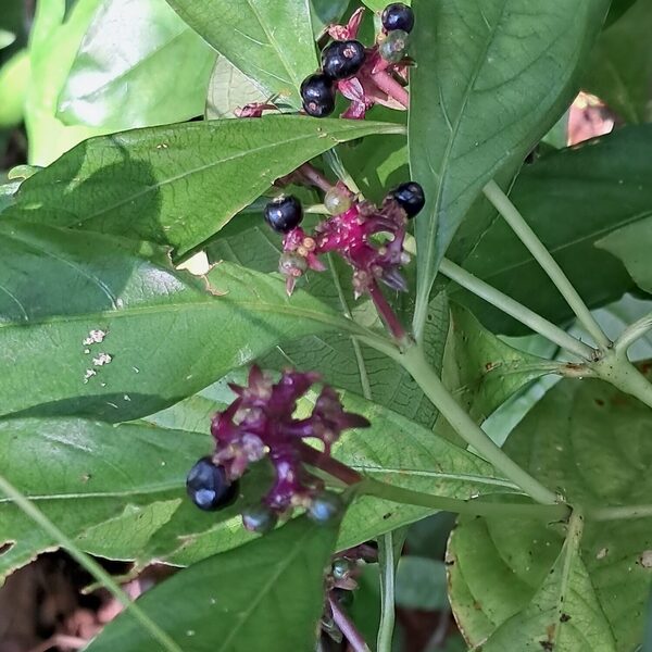 Slender Wild Coffee