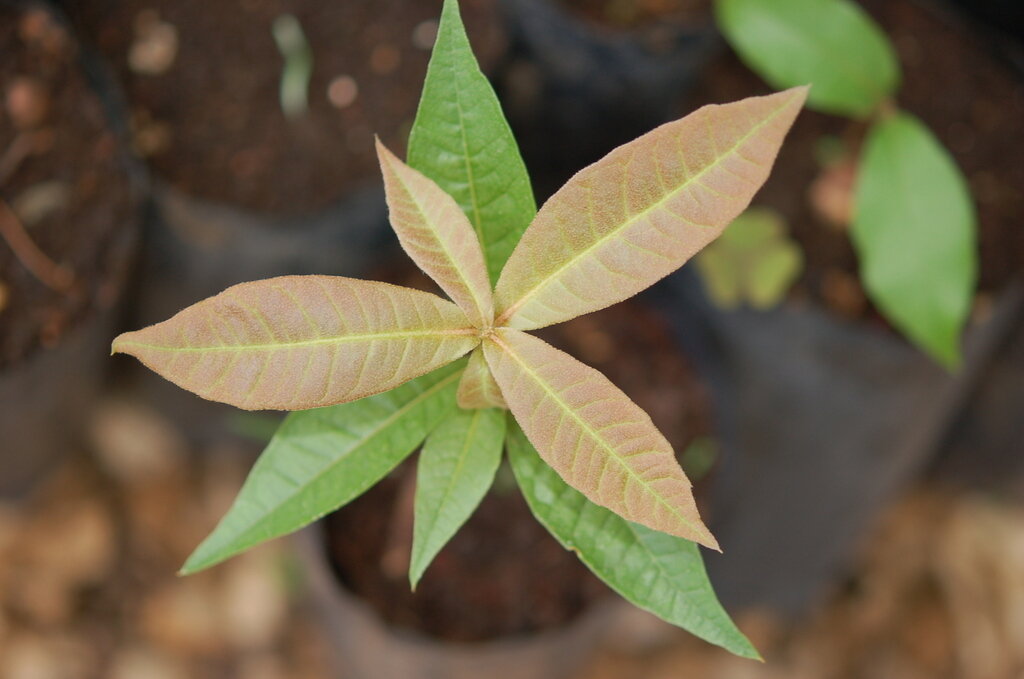 Quercus benthamii seedling showing bronze-colored new leaves