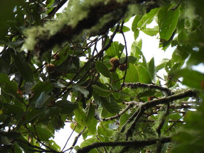 Bentham's Oak
