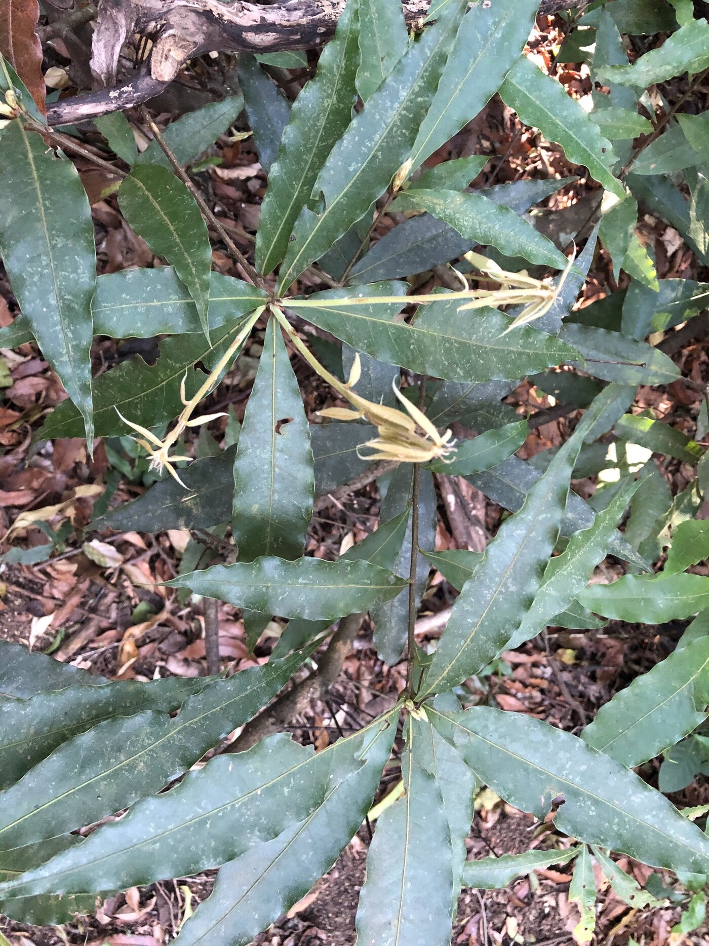 Quercus brenesii leaves showing narrowly elliptical shape and lustrous surface