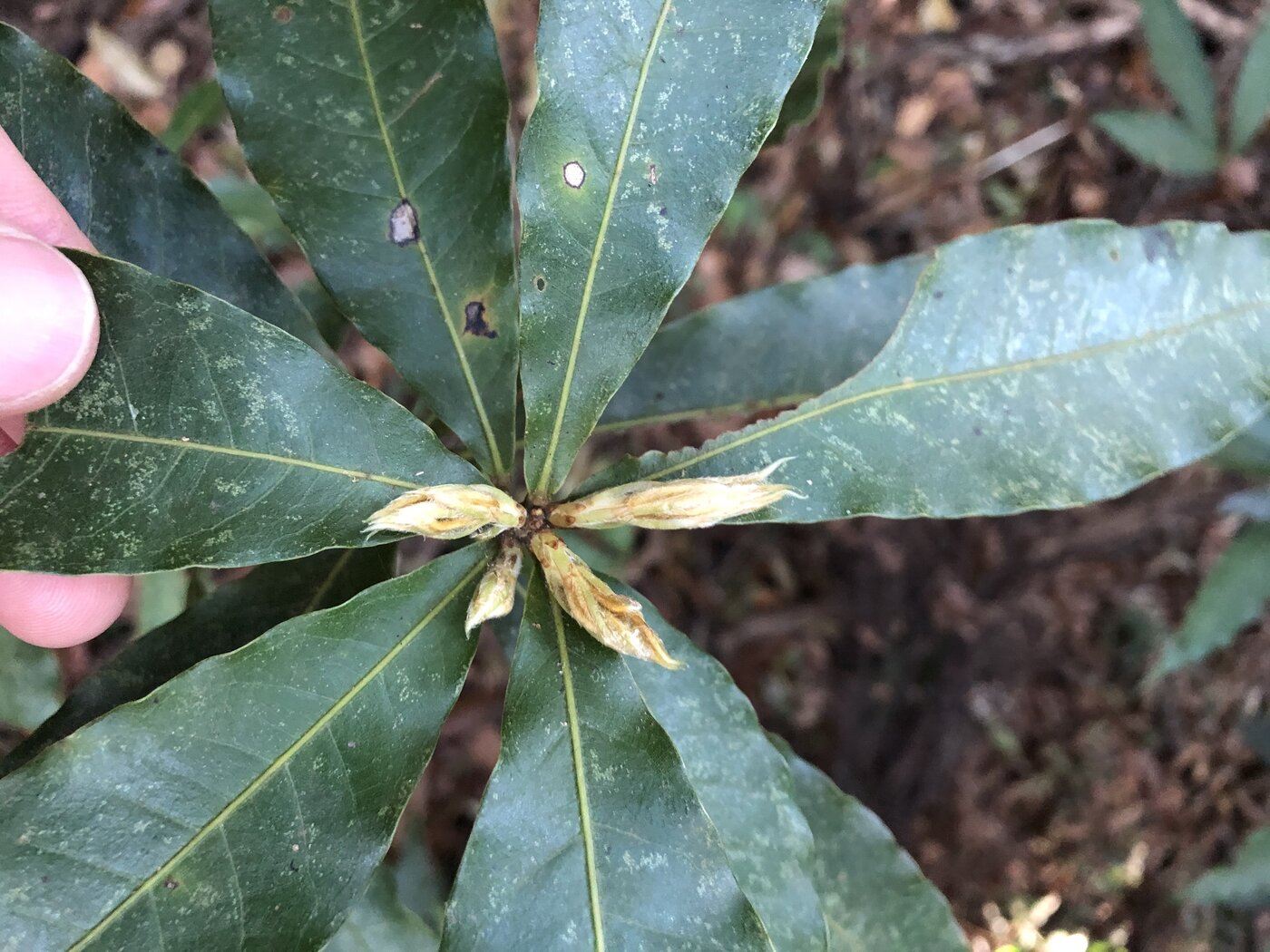 Quercus brenesii foliage showing lanceolate leaves arranged in whorls at branch tips