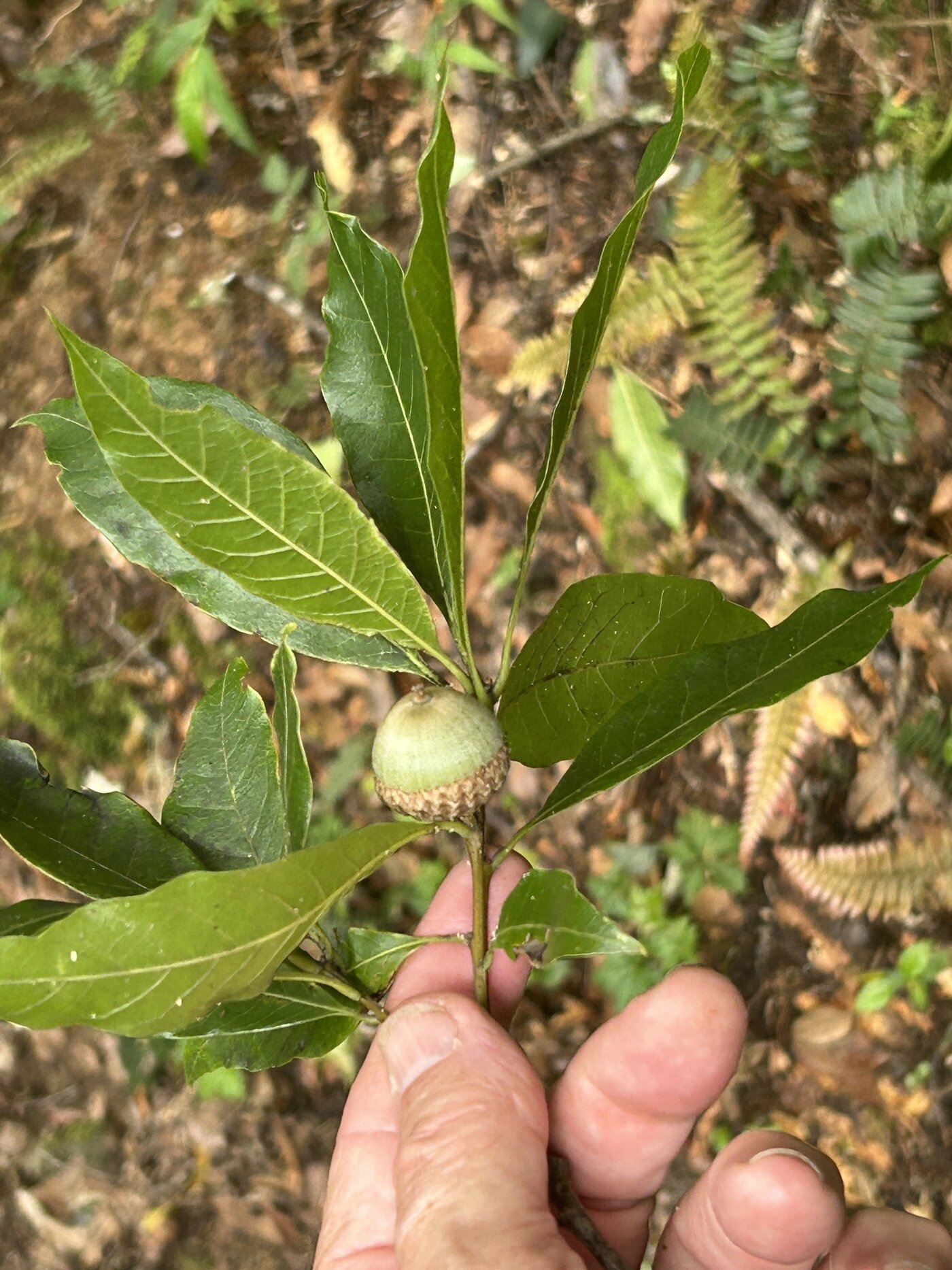 Leaves and developing acorn of Quercus copeyensis