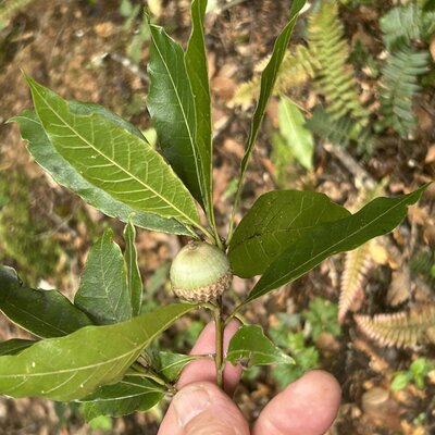 Roble Copey