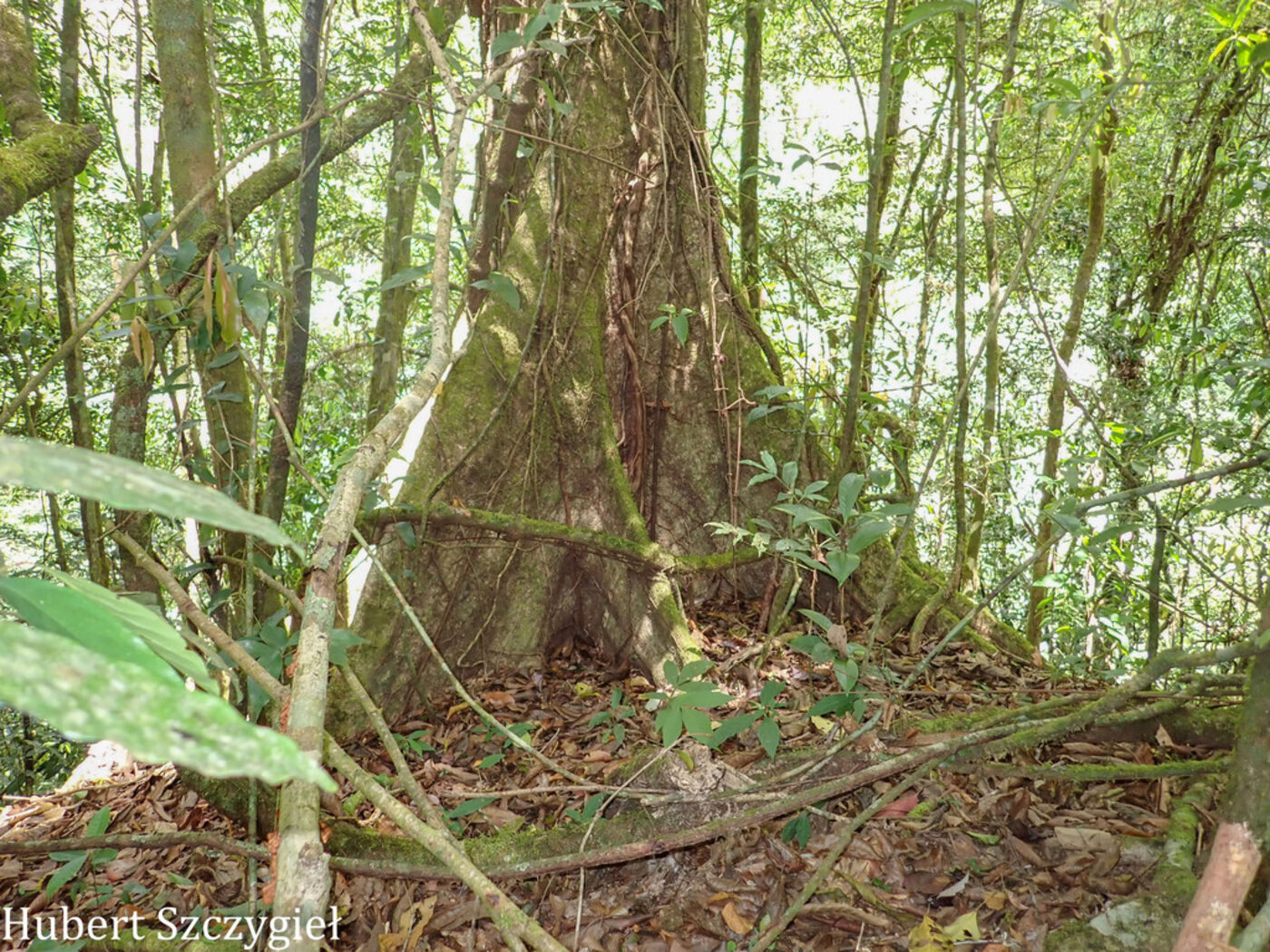 Quercus corrugata trunk with buttresses in cloud forest