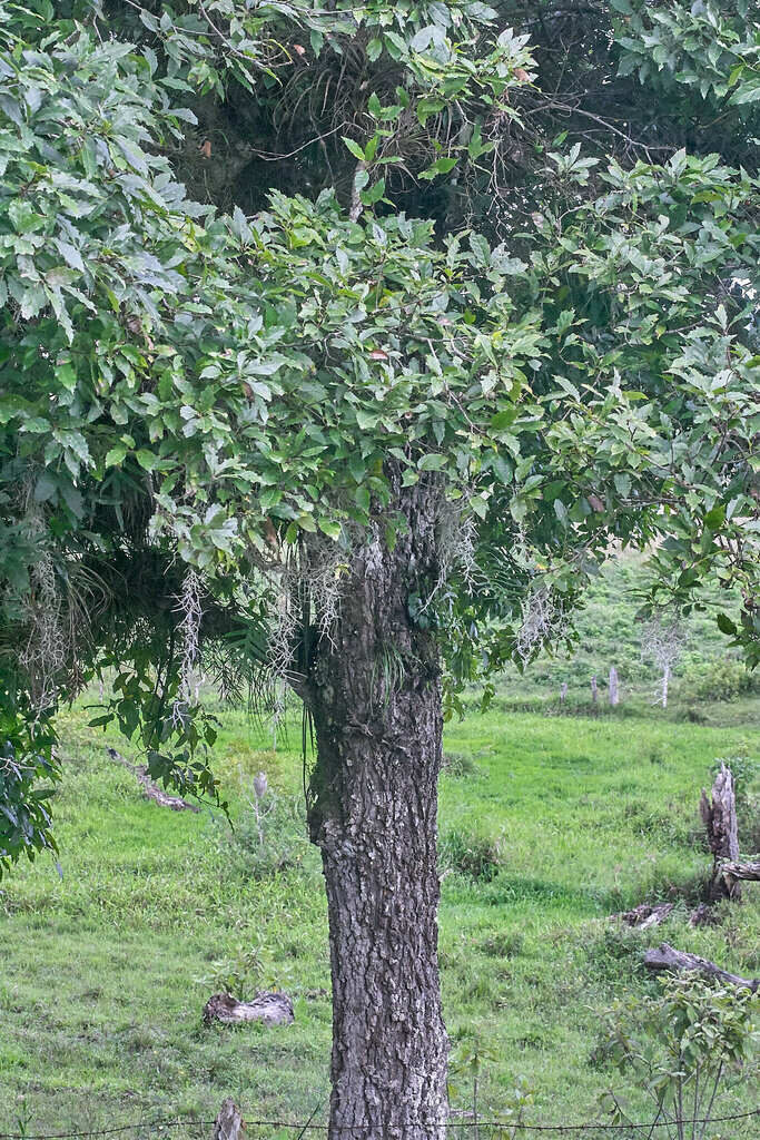 Mature Quercus cortesii tree showing trunk with fissured bark and crown