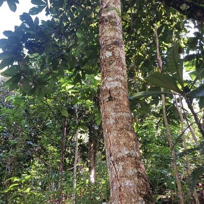 Roble Huevo