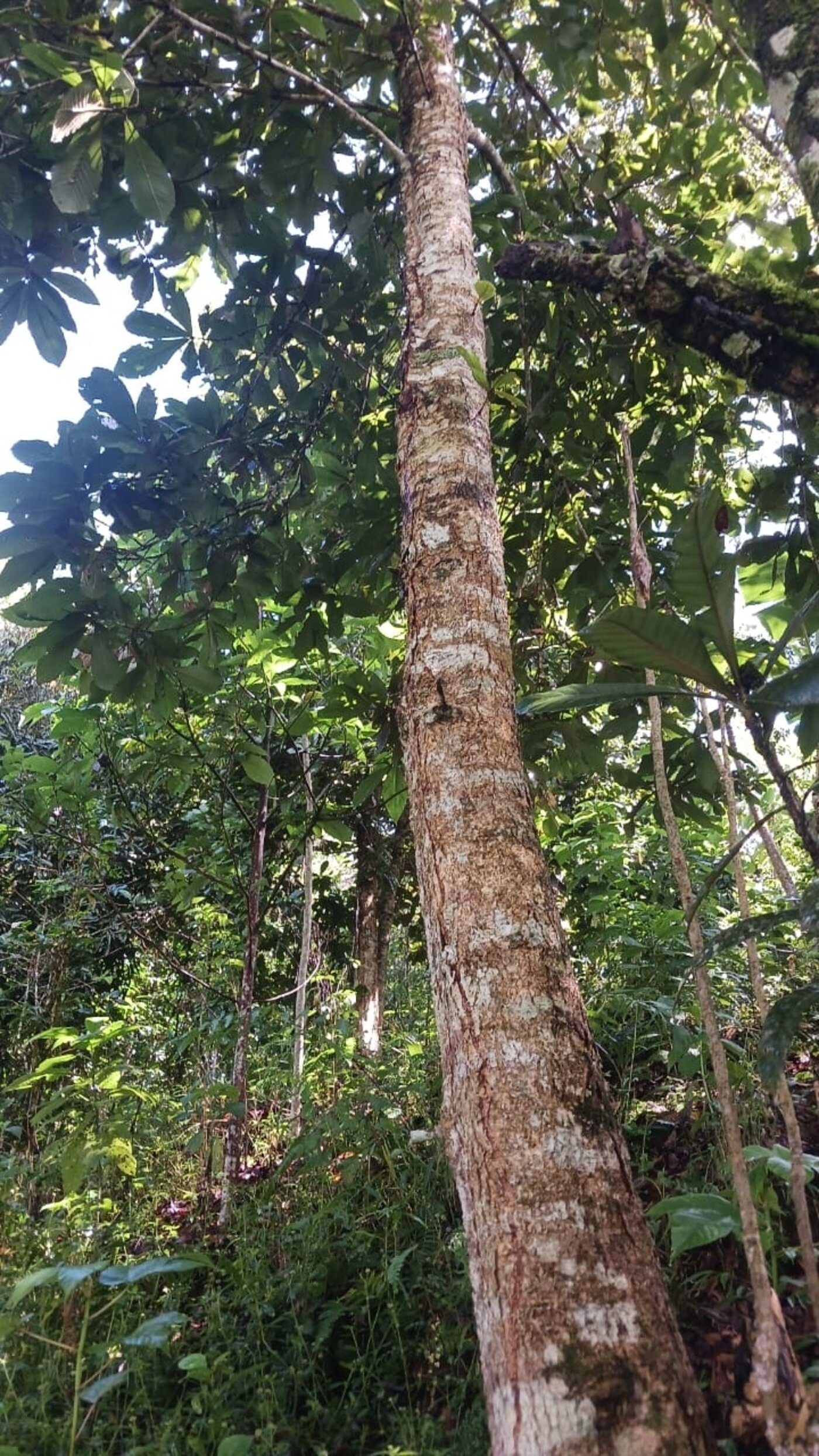 Quercus oocarpa trunk showing characteristic bark that sheds in horizontal strips