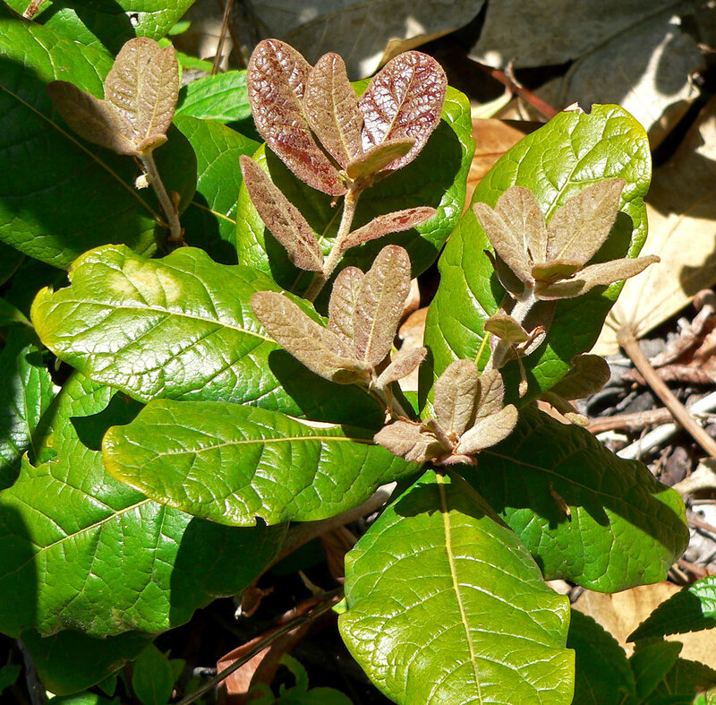 Leaves of Quercus costaricensis showing new growth
