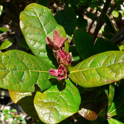 Roble Negro