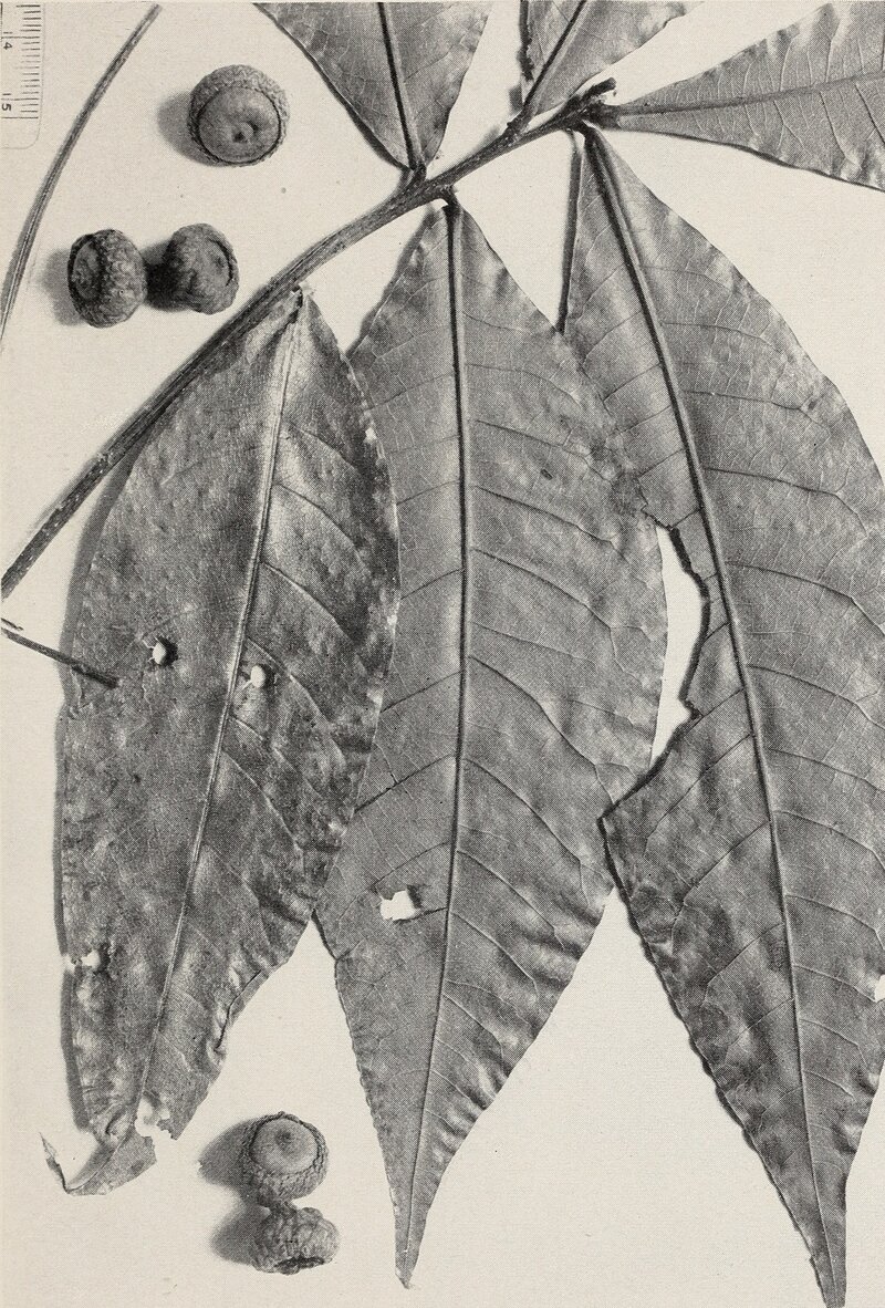 Botanical illustration of Quercus gulielmi-treleasei from the 1942 monograph