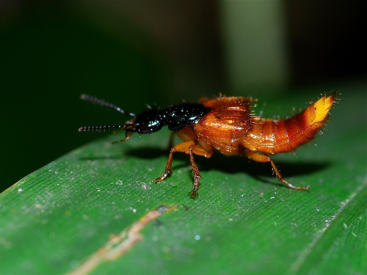 Staphylinidae rove beetle