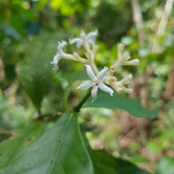 Dogwood-leaf Rudgea