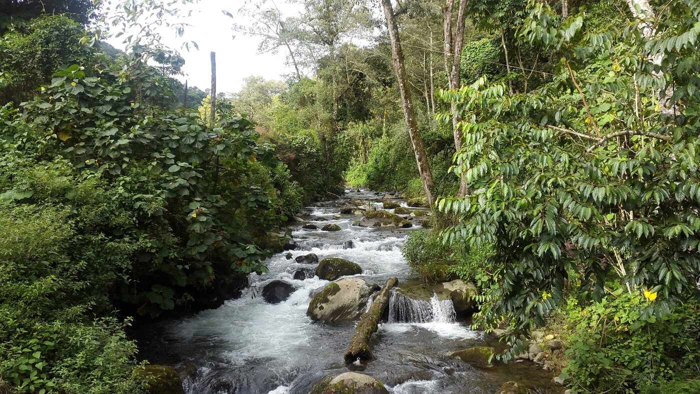 The Savegre River flowing through cloud forest near San Gerardo de Dota, Costa Rica