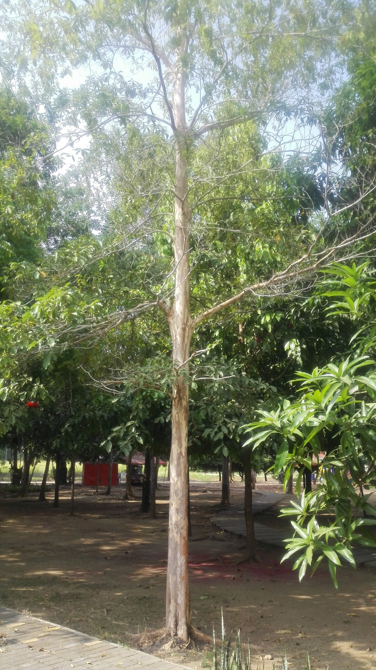 Full Terminalia oblonga tree showing characteristic form with straight trunk and pale bark