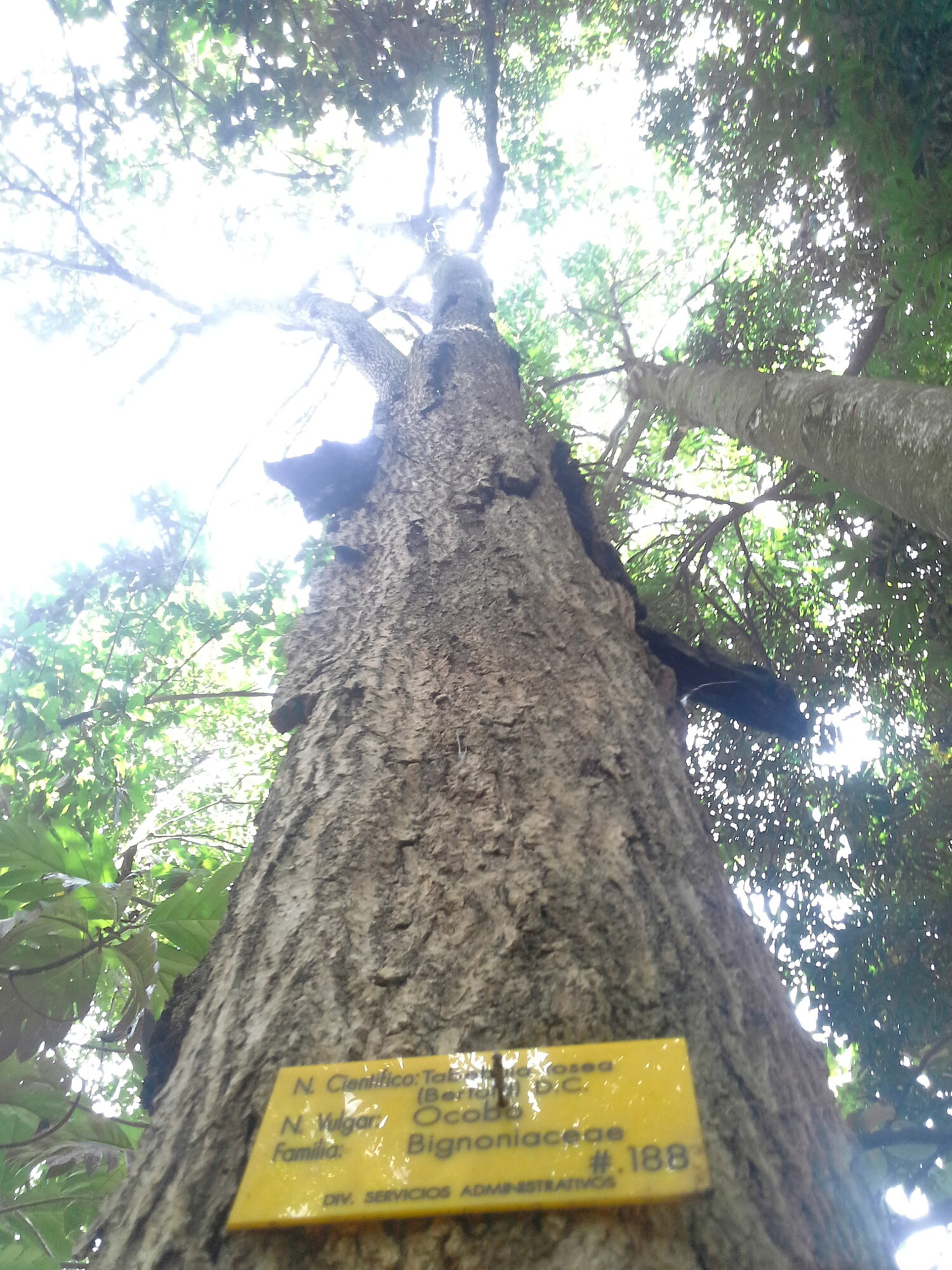 Tabebuia rosea trunk showing grey bark