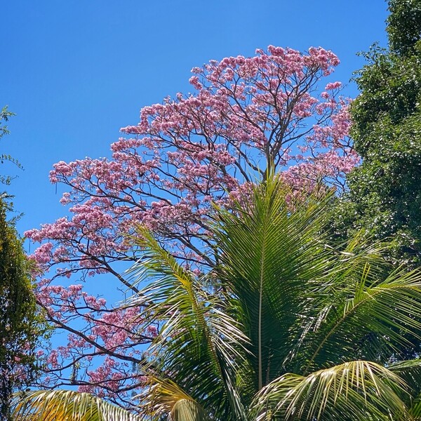 Pink Trumpet Tree